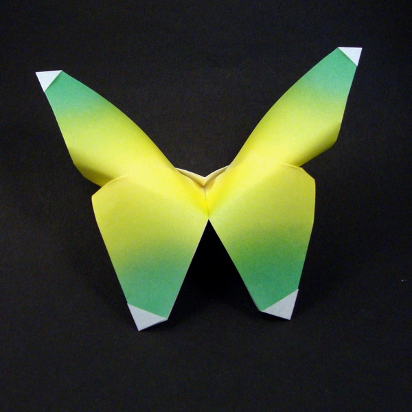 Papillon